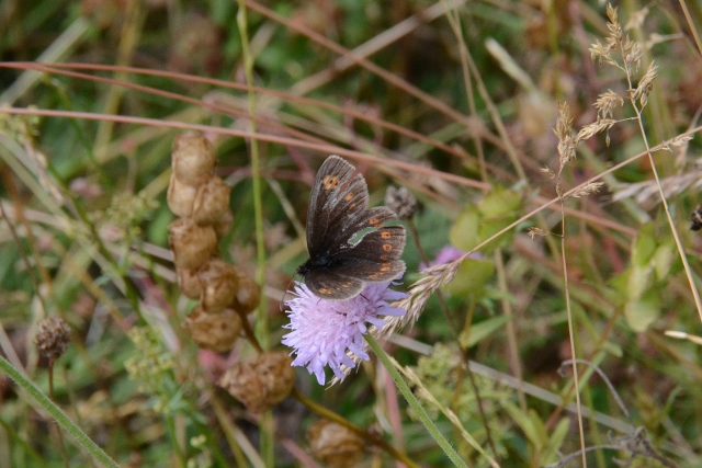 Erebia. Si, ma quale specie?  Erebia ligea ed Erebia albergana